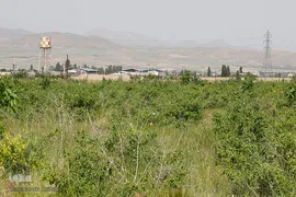 برداشت گل محمدی از مزارع هیدج