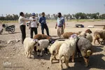 خرید و  فروش دام در روز عید قربان