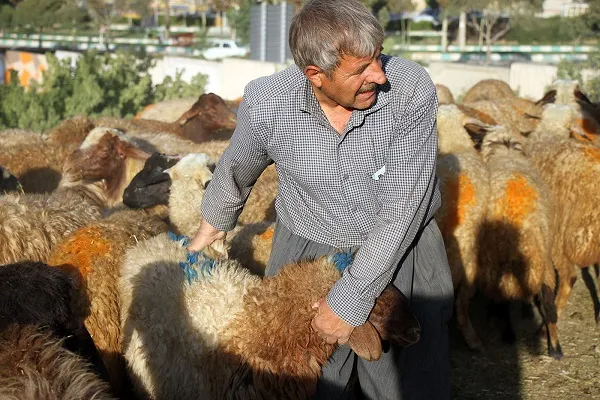 عرضه دام زنده در سنندج ممنوع شد