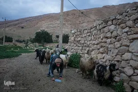علی و فاطمه هم زمان با بازگشت پدرو مادر از چرای دام ها به خانه می‌روند.