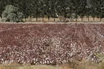 جلوه‌گری طلای سفید در خراسان‌‌جنوبی