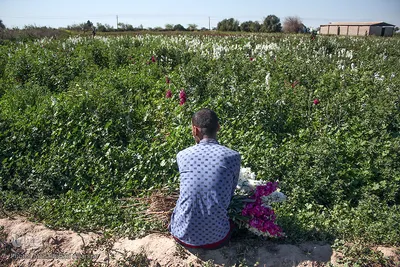 بهار در حمیدیه