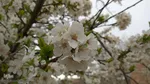 شکوفه های بهاری در اهر