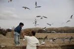 مرغان کاکایی‌؛ مهمانان زمستانی شیراز