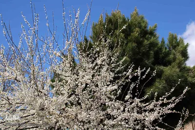 شکوفه های بهاری و طبیعت زیبای شهرستان اهر