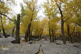 برگریزان پاییزی در همدان