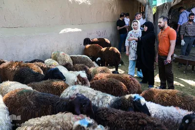 بازار خرید و فروش دام در عید قربان(سال۹۶)