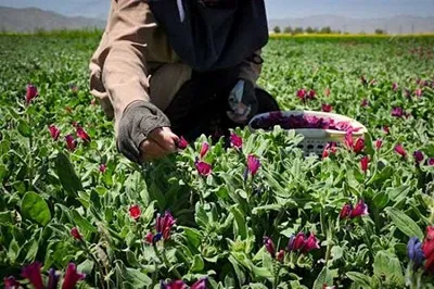 گیاهان دارویی سیستان‌وبلوچستان؛ ظرفیتی با قابلیت ارزآوری