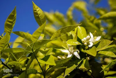 عطر بهار نارنج در شاهچراغ(ع)