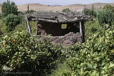 برداشت انگور از باغات روستای جرندق تاکستان