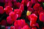 جشنواره گل‌های لاله در اراک