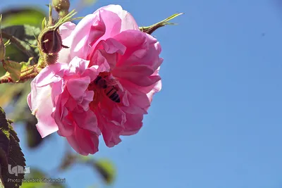 برداشت گل سرخ در خراسان جنوبی