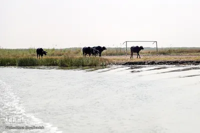تالاب شادگان