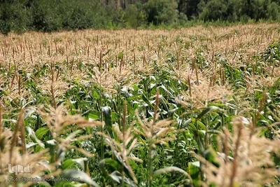 برداشت شیر بلال(ذرت) محصول بومی شهر اهر