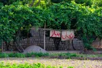 نبض زندگی در دل ناژوان