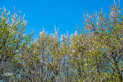 شکوفه‌های زردآلو در روستای منصوریه بهبهان