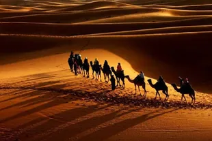 حضرت سکینه(س)؛ بانوی روایتگر کربلا و حافظه زنده عاشورا