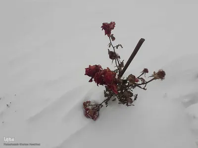 طبیعت برفی مناطق شهری و روستایی اهر