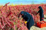 برداشت زرشک از باغات خراسان جنوبی
