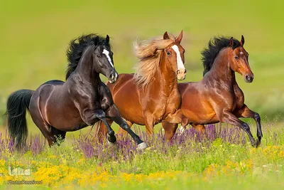 حیوانات هم از بهار سهم دارند
