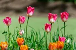 جشنواره لاله‎های آسارا‎