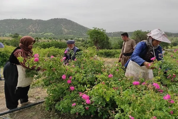 ثبت جشنواره گلاب‌گیری بانه در تقویم ملی کشور