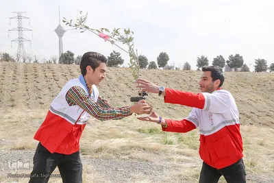 کاشت نهال صلح در بوستان پردیسان