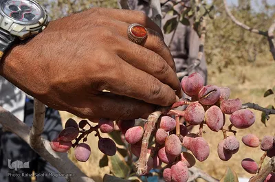 برداشت رزق حلال از باغات پسته
