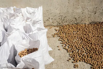 برداشت گردو اصلاح شده با دستگاه مکانیزه