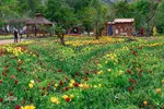 جشنواره لاله‌های آسارا‎‎