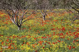 دشت شقایق های وحشی منطقه ارسباران