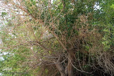 سرمازدگی بخشی از درختان میوه در باغ شهر شاهدیه یزد
