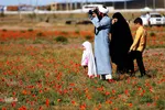 دشت شقایق‌های وحشی قم