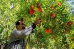 Galeria de Fotos: Temporada da Colheita de Romãs em Shiraz