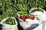 برداشت سنتی فلفل روستاهای بخش بیارجمند شاهرود‎‎
