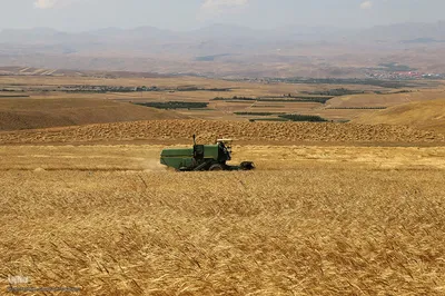 برداشت خوشه های طلایی - شهرستان اهر
