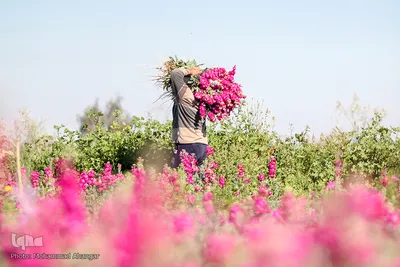 بهار در حمیدیه