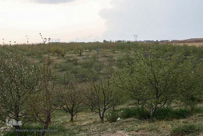 وقوع پديده گل انگيزي يا شكوفه زنی درختان ميوه در پاييز اهر