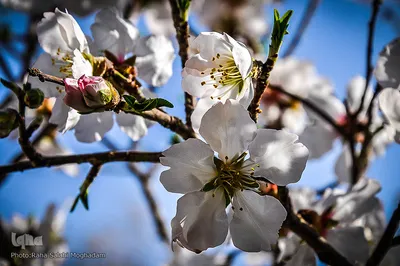 جلوه ای از زیبایی فصل بهار در بیرجند