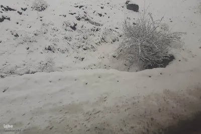 بارش برف بهاری در ارتفاعات روستایی اهر