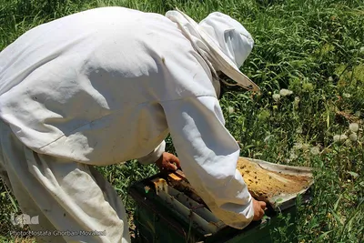 تولید عسل طبیعی از ارتفاعات و دامنه های سرسبز  شهرستان اهر