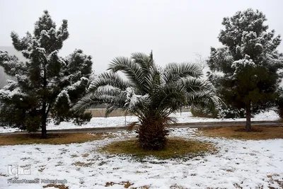 برف، رحمت الهی در سمنان