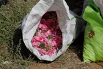برداشت گل محمدی از مزارع هیدج