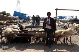 بازار خرید و فروش دام سبک و سنگین تبریز در آستانه عید سعید قربان