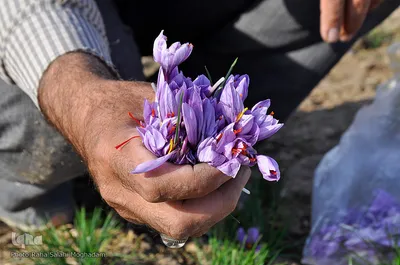 برداشت زعفران در خراسان‌جنوبی