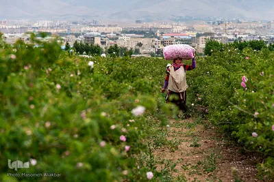 برداشت گل محمدی در گلستان‌های البرز