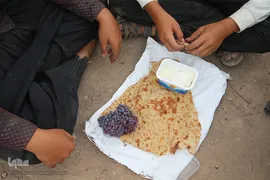 برداشت انگور از باغات استان قم