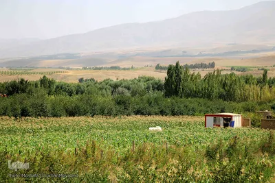 برداشت شیر بلال(ذرت) محصول بومی شهر اهر