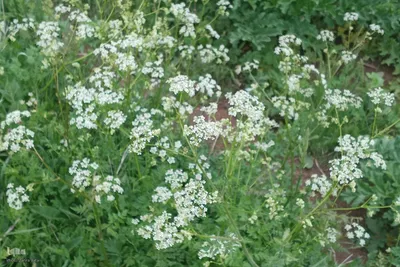 طبیعت بهاری روستای چوبانلار در اهر