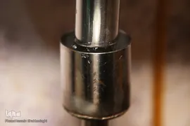 برداشت گل محمدی از مزارع موقوفه آستان مقدس حضرت معصومه(س)